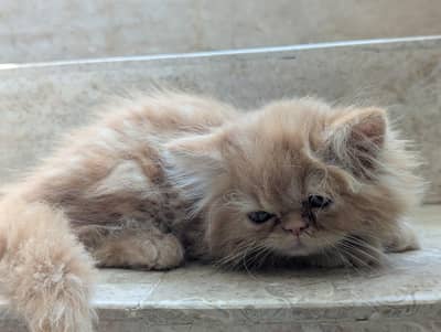 Peki Bloodline Persian Kittens