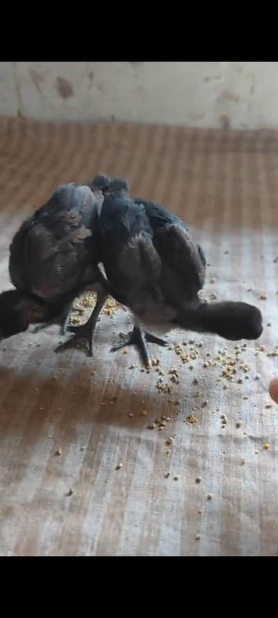 Black Daragan pair