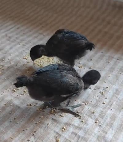Black 3 Daragan chicks 1 pokoya chicks