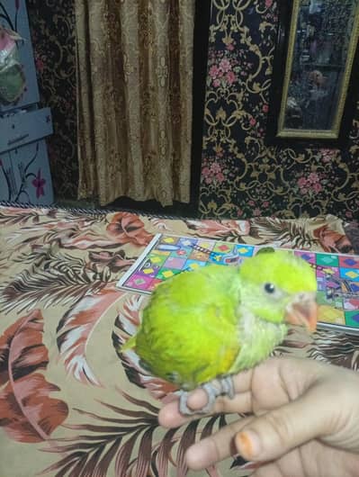 ringneck female sale karni hai