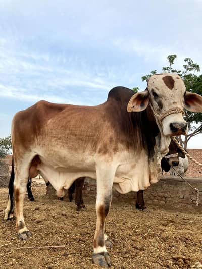 bull for sale || Bail for sale بیل فار سیل