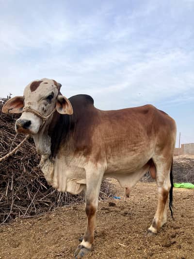 03416656136 bull for sale || Bail for sale بیل فار سیل