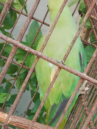 Full size breeding Female For sale