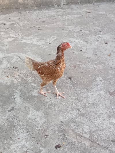 aseel hen for sale interested buyer contact only