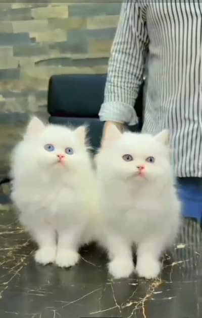 Persian cat triple cod for sale,my WhatsApp 03464644037