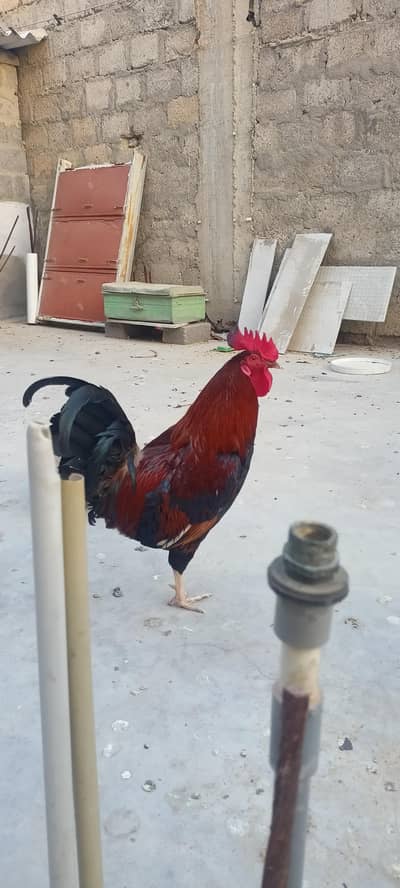 2 golden misri murghay 1 fyomi murghi l