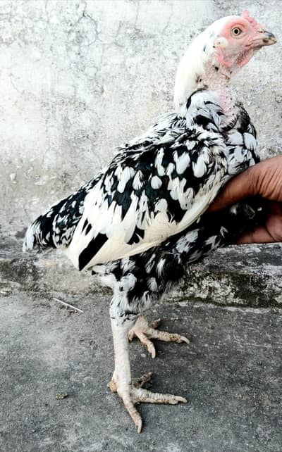 aseel chicks