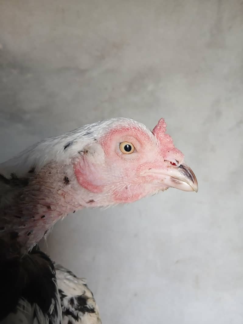 aseel chicks 1