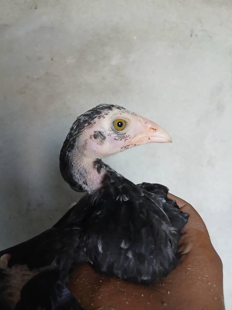 aseel chicks 2