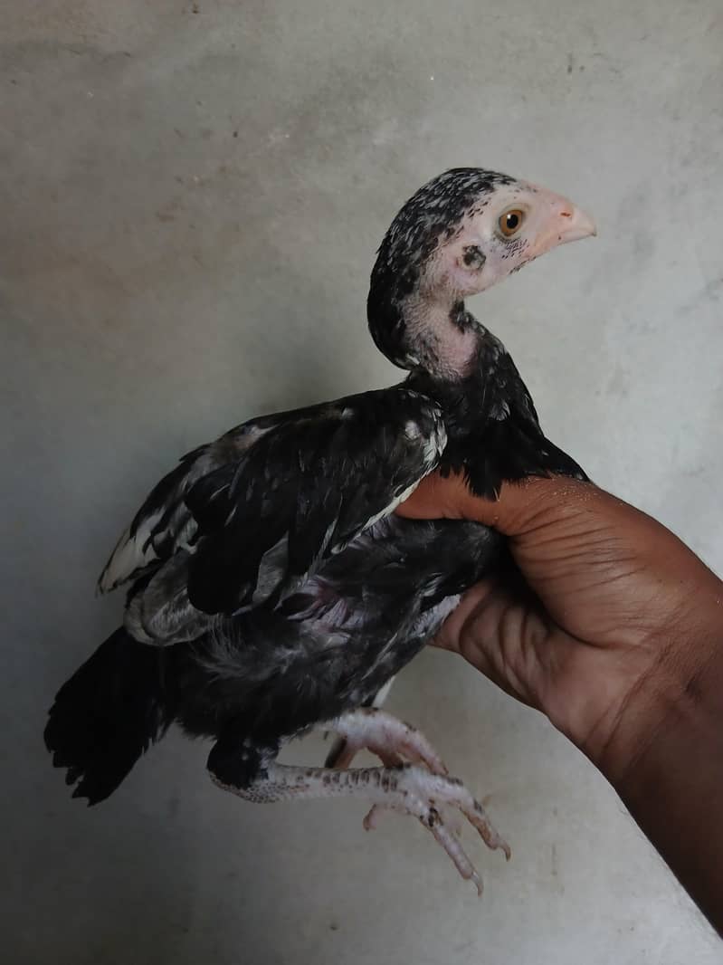 aseel chicks 4