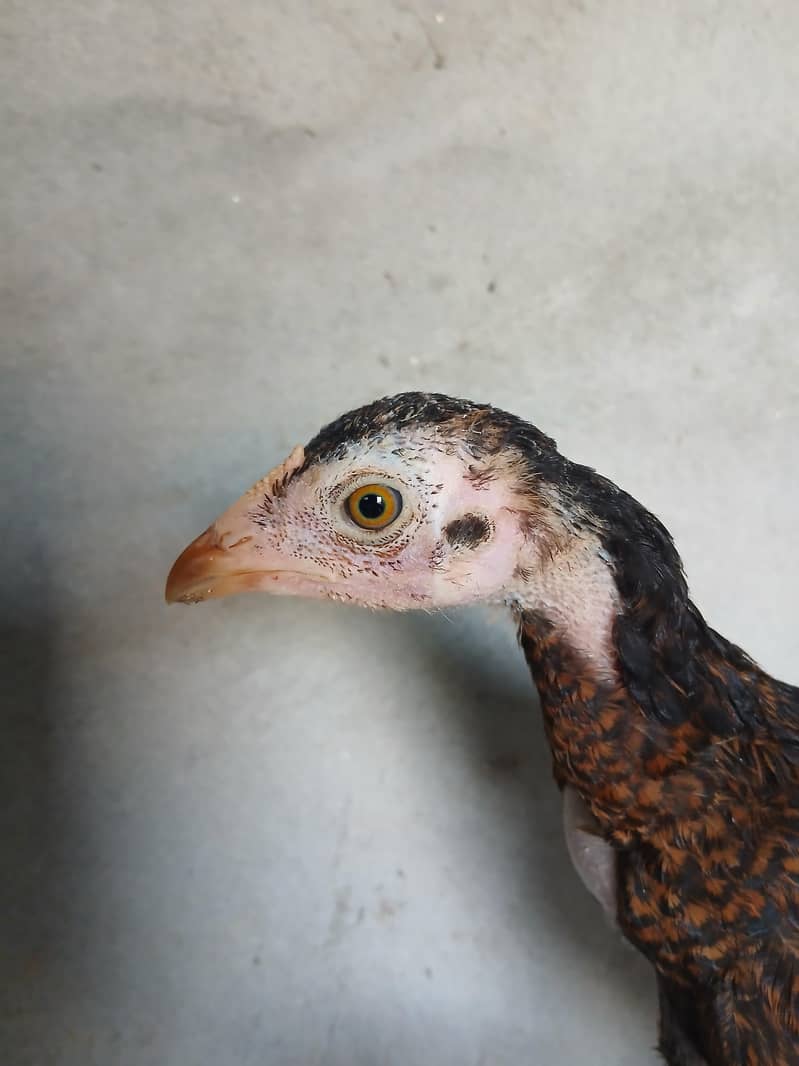 aseel chicks 5