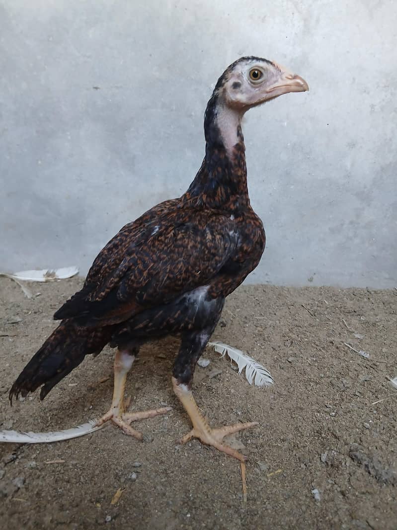 aseel chicks 6