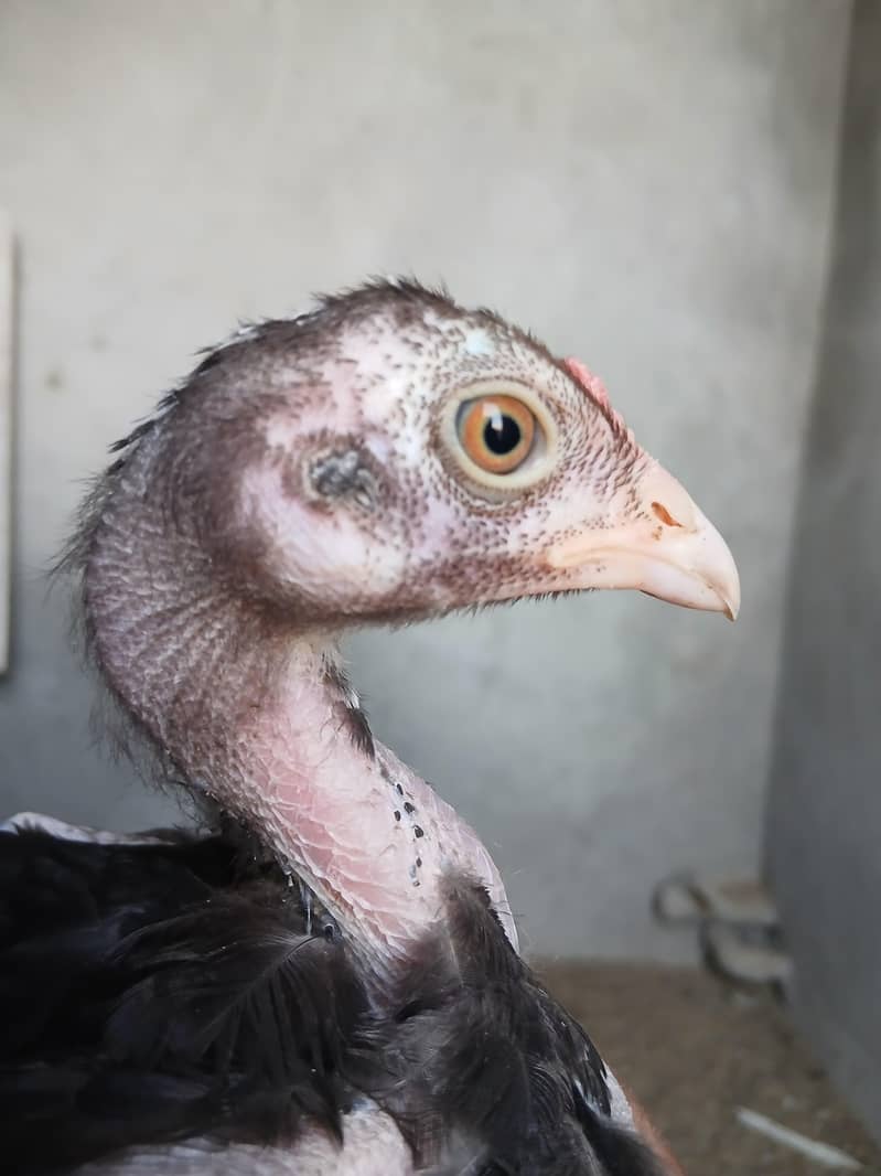aseel chicks 7