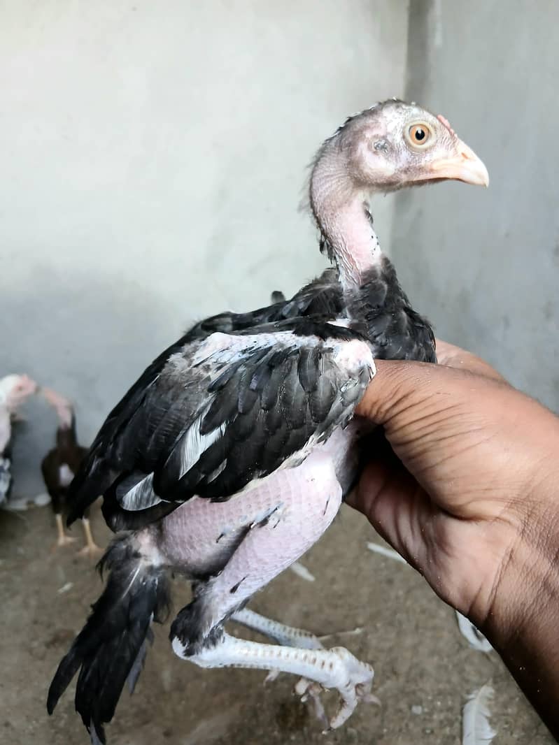 aseel chicks 8