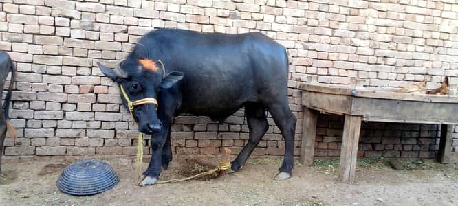 Qurbani ke liye sehatmand Male Bhains ka qata