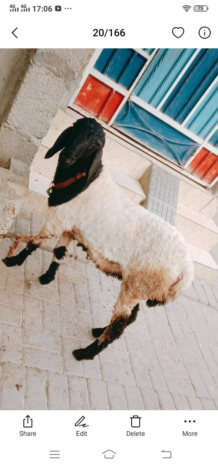 dumba ha 0