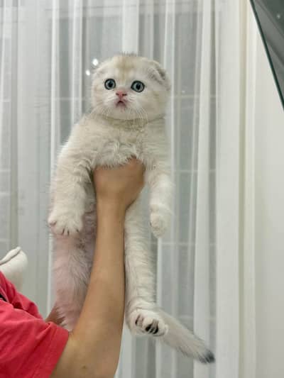 British Shorthair / Scottish Fold / Maine Coon / Bengal / Ragdoll Cats