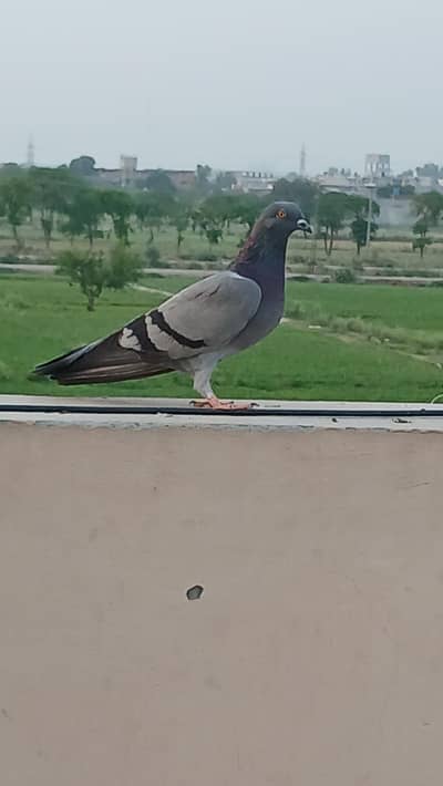 bazzi wale kabotur