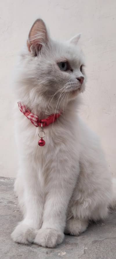 Pragnent Russian Cat