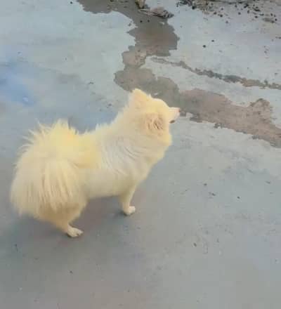 Russian female zero size pink nose blue eyes