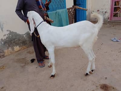 kohbsort  Rajanpuri  4 dant bakra