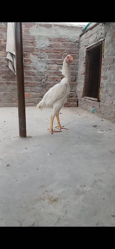 Bohat achi male for sale