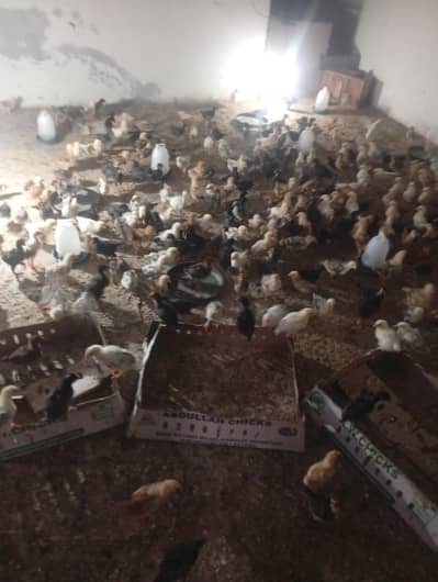 20 days chicks golden misri
