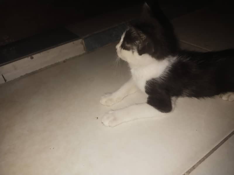 2 siblings kittens 1