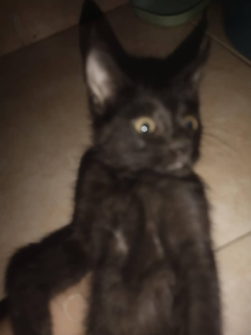 2 siblings kittens 2