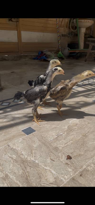 Shamo swing neck nd split chicks