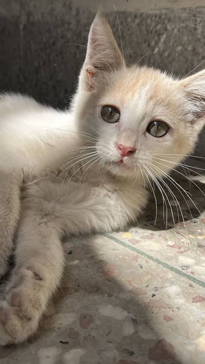2 adorable female kittens available for adoption