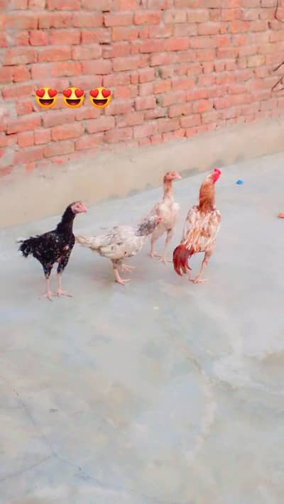 Thai cross aseel 1 murga 3 murgiya only 18000 contact 03214167286