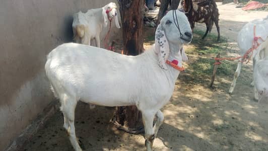 Rajan poori bakra