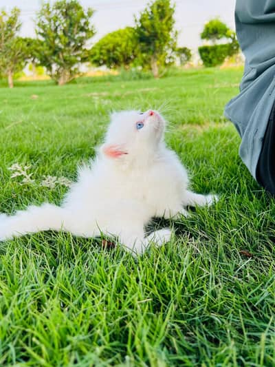 Persian kitten