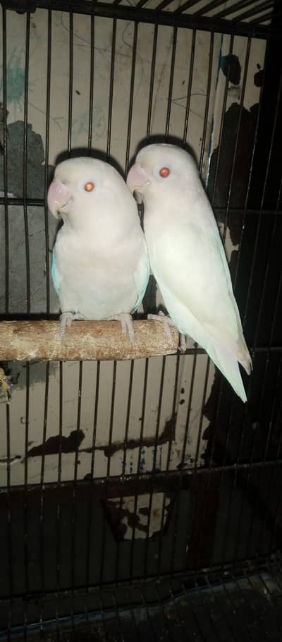 Red Eyes Breeder Pair