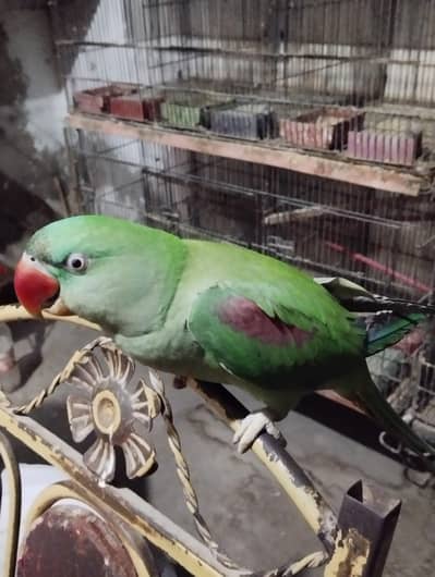 Hand tamed Alexandrian Parrot (hand tamed and speaking)