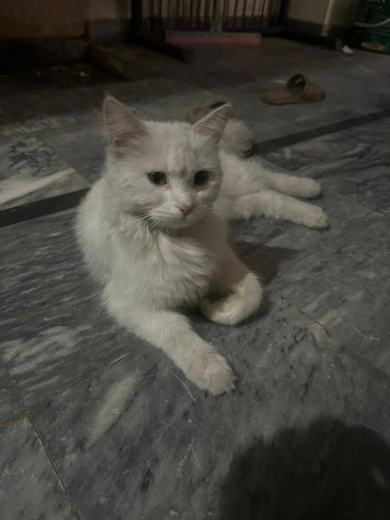 parsain cat 0