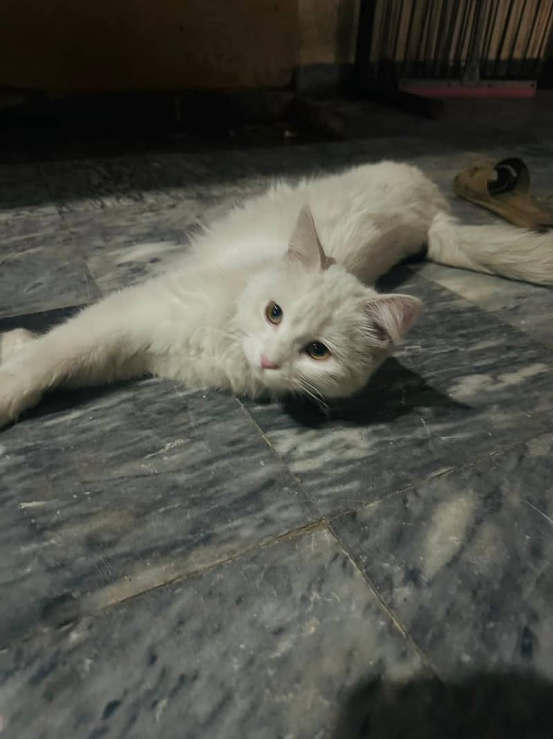 parsain cat 1