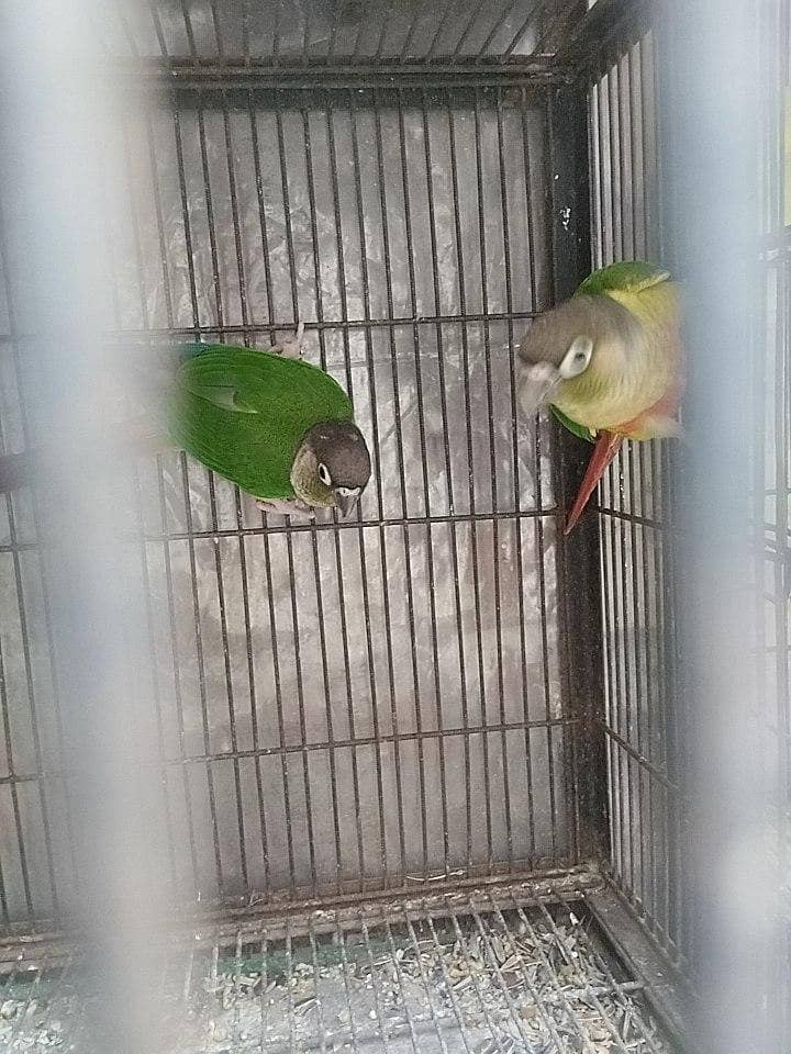 check conure split apple cnoure 0