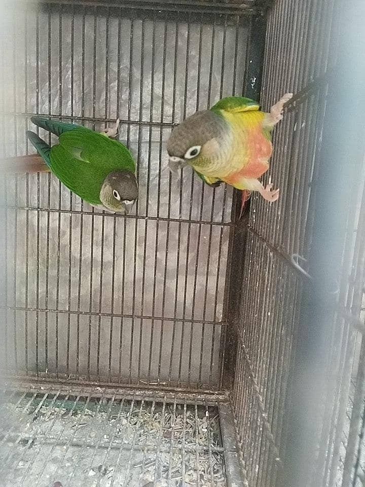 check conure split apple cnoure 1
