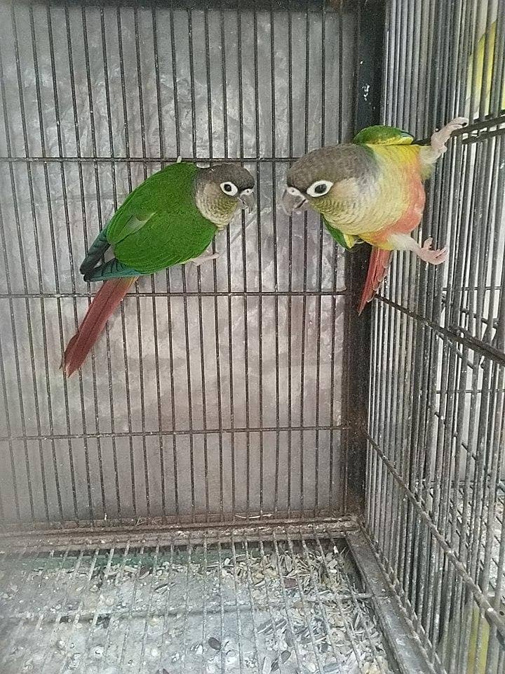 check conure split apple cnoure 2