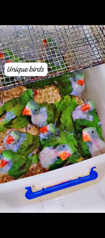 Raw parrot 03402282245
