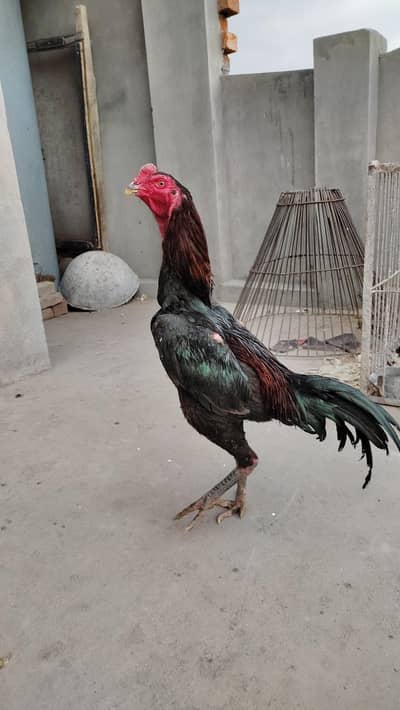pure thie hen locker for sell