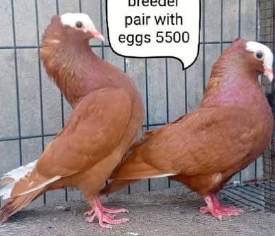 fancy pigeon | kabutar| Jacobin|  frillback saddle | amarican fantail|