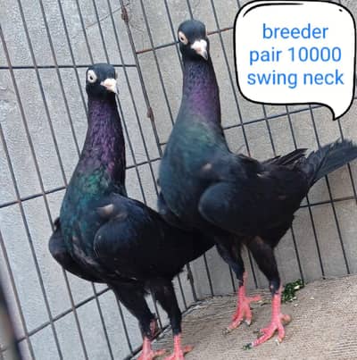 fancy pigeon | kabutar| Jacobin|  frillback saddle | amarican fantail|