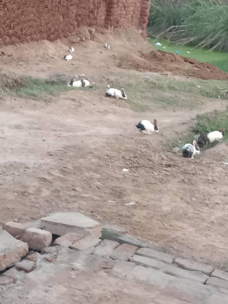 rabbit 0