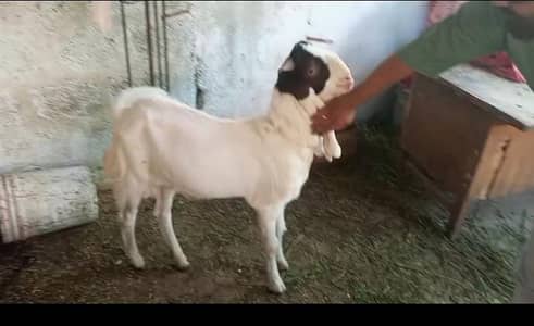 bakra