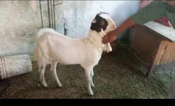 bakra 0