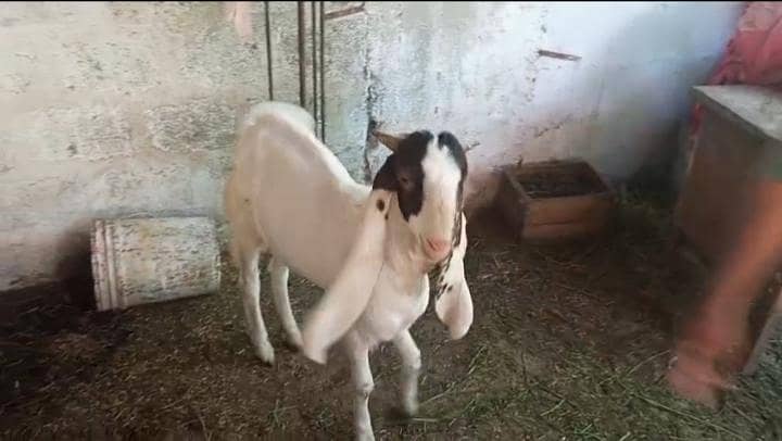 bakra 2