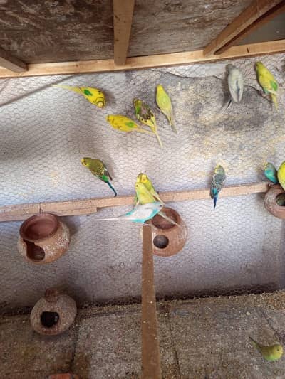 Budgerigar Parrots